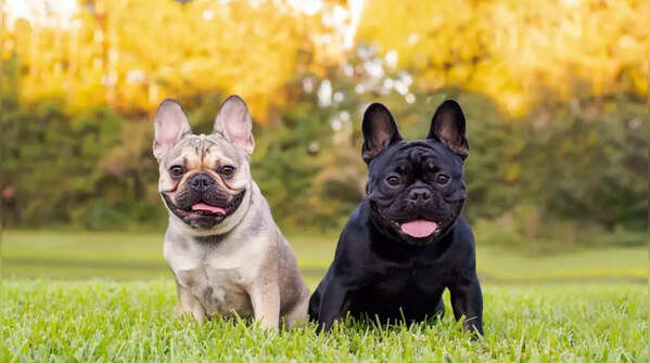 French Bulldog