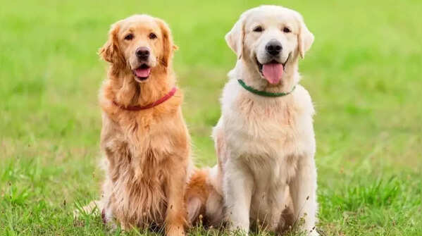 Golden Retriever