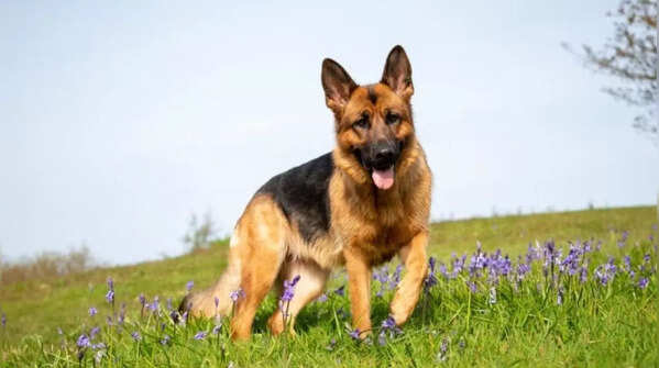 German Shepherd