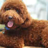 Poodle