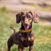Dachshund