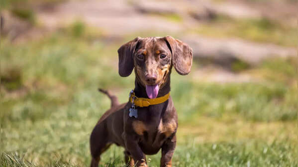 Dachshund