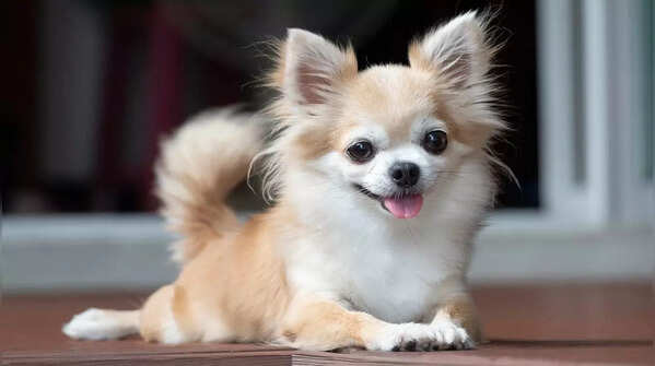 Chihuahua