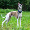 Greyhound