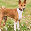 Basenji