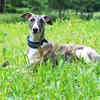 Whippet