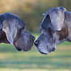 Great Dane