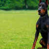 Doberman Pinscher