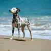 Dalmatian