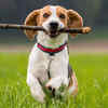 Beagle