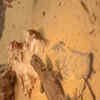 coffee powder and tobacco for lizards Effective solutions to stop lizards from entering your house