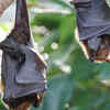 Bats aren’t blind– they can see quite well