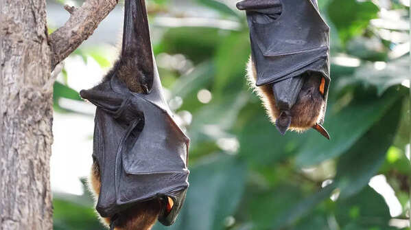 Bats aren’t blind– they can see quite well