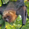 Not all bats hang upside down