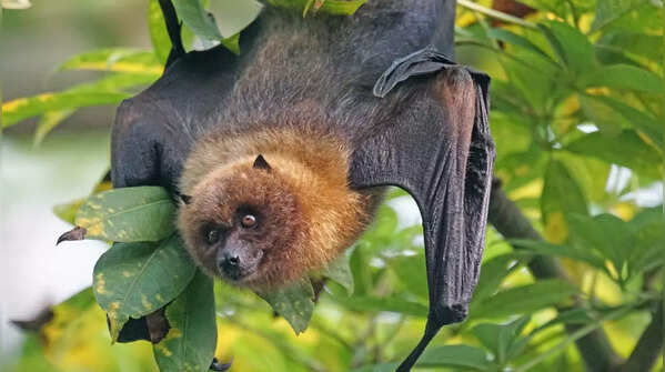 Not all bats hang upside down