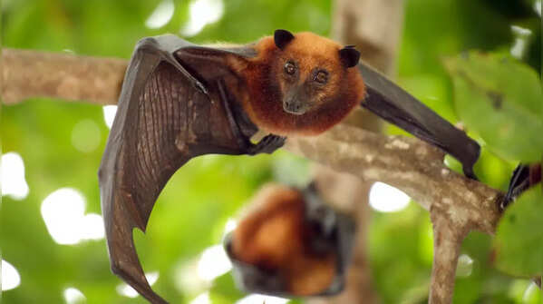 Bat droppings make great fertiliser