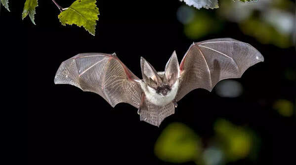 They’re the only mammals that can truly fly