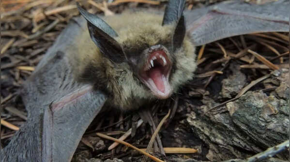 Bats are one of the largest groups of mammals