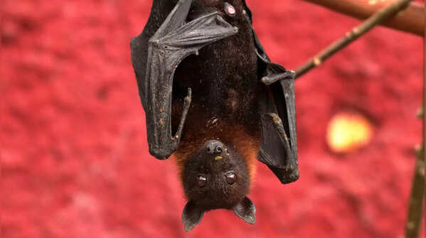 Facts about bats that will change how you see them