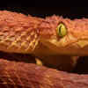African bush viper (Atheris squamigera)