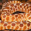 Western hognose snake (Heterodon nasicus)