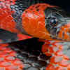 Orange-striped ribbon snake (Thamnophis proximus proximus)