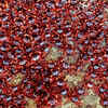 Article image for: Red crab migration – <i class="tbold">christmas island</i>, Australia