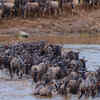 Great wildebeest migration – Serengeti, TanzaniaKenya