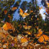 Monarch butterfly migration – Mexico and California