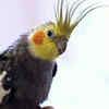 Clove is used for respiratory support and pest control in birds