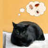Clove for cats is used as tick and flea repellent