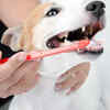  Clove for dogs can help in dental and pain relief
