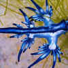 What are “blue dragons” and why are they so deadly?