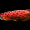 Asian arowana