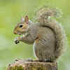 Squirrels