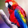 Large parrots