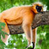 Primates