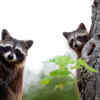 Raccoons