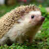 Hedgehogs