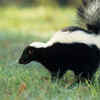 Skunks
