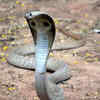 Why these cobras are best admired from afar