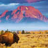 American bison population