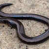 Western three-toed skink