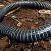 Caecilians