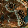 Owl butterfly chrysalis