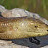 Legless lizards