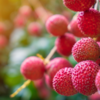 Lychee