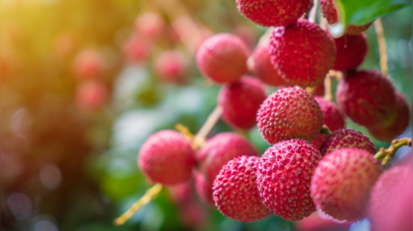 Lychee