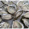 Raw or undercooked oysters and shellfish
