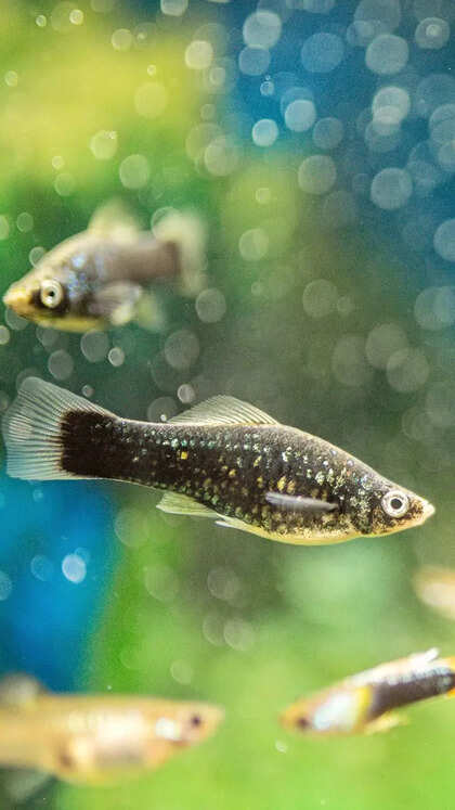 10 beautiful fish and aquatic pets that help in cleaning the tank